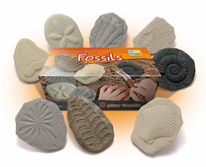 Let's Investigate - Fossils