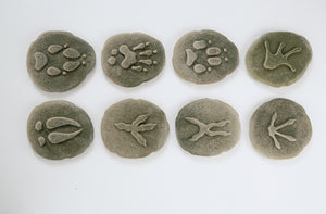 Let's Investigate - Woodland Footprints