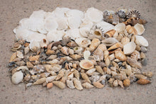 Load image into Gallery viewer, Naturals - Shells
