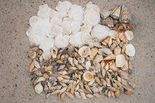 Load image into Gallery viewer, Naturals - Shells
